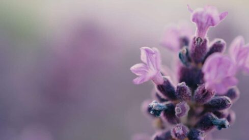 Purple Petaled Budding Flower