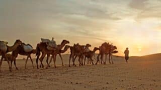 Caravan of camels in desert at sunset with partly cloudy sky, guided by a person.