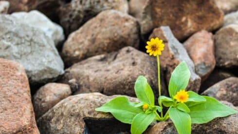 Small yellow flower and green leaves growing among irregularly shaped rocks.