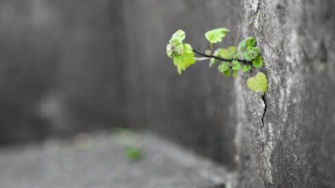 Small plant with green leaves grows from a crack in a blurred grey concrete wall.