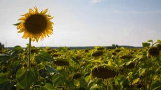 صورة مقال Be Optimistic… Stay Positive Bracing the Perfect Storm with an Air of Calm