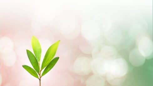 Small plant with green leaves against a pastel pink to green blurred background.