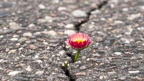 Pink flower growing through a crack in rough, paved surface, contrasting with gray background.